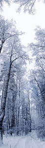 寒冷的日子里的冬季森林景观图片