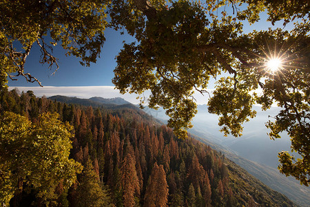 美国加利福尼亚州塞科亚公园MoroRock的红木图片