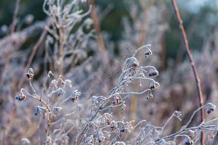 冬季植物白焦霜的抽象宏抽象自然背景info图片