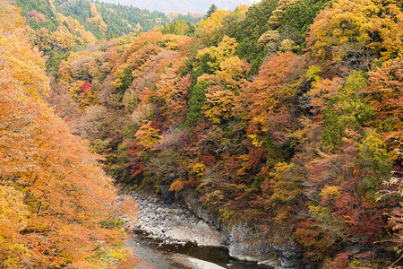 日本秋季的森林图片