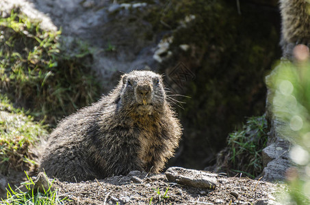 动物园的Marmo背景图片