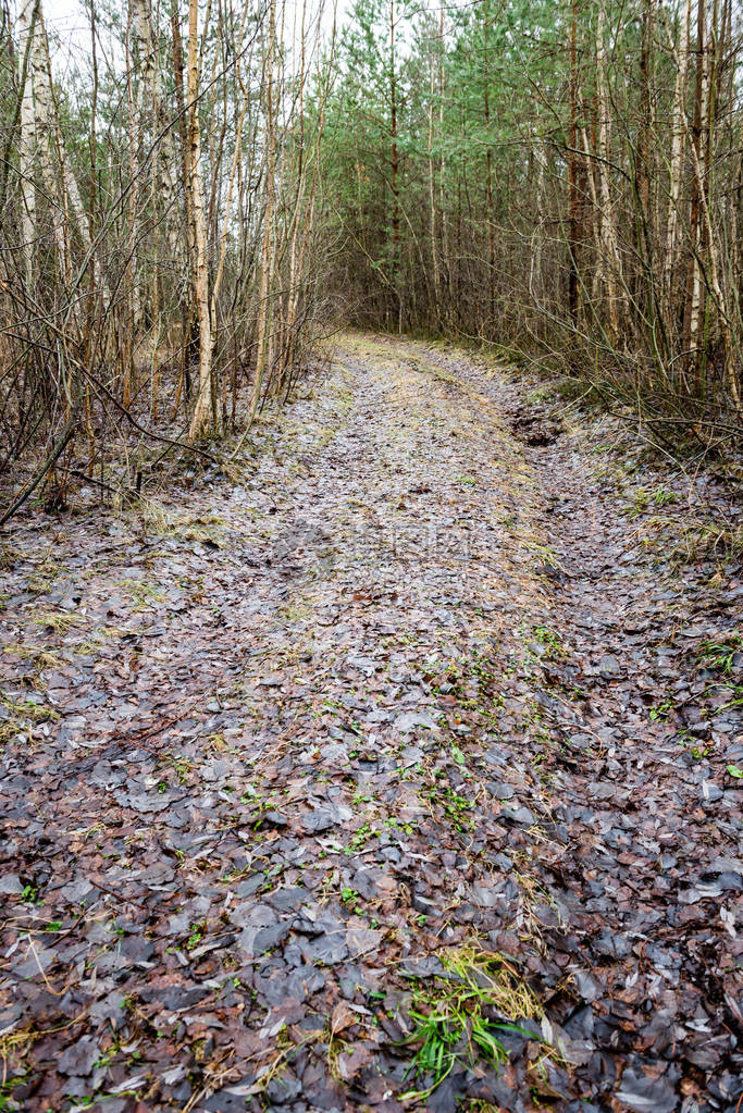 森林中的乡村道路图片