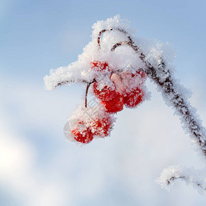 初冬白雪覆盖的山灰图片