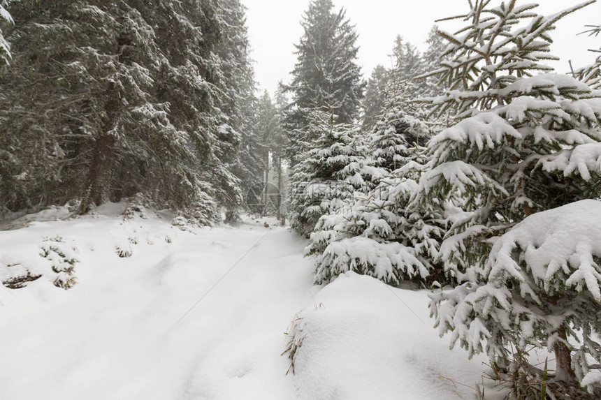 大雪纷飞的冬季风景森林中的旧木屋图片