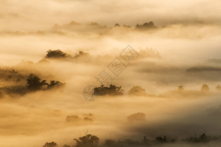 雾中树的剪影早晨有淡的阴影图片