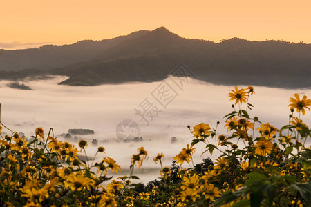 晨雾缭绕山花缭绕图片