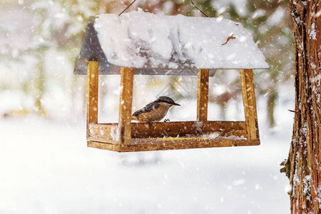 NuthatchSittaEuropaea坐在冬季森林图片