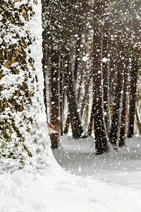 一个红松鼠在公园的树上冬季降雪时在冬图片