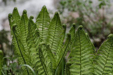 森林里新鲜的绿色蕨类植物图片