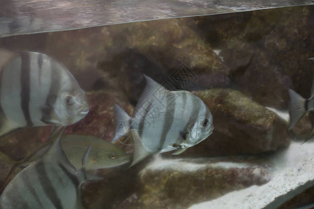 大西洋鱼学校Chaetodipterus图片