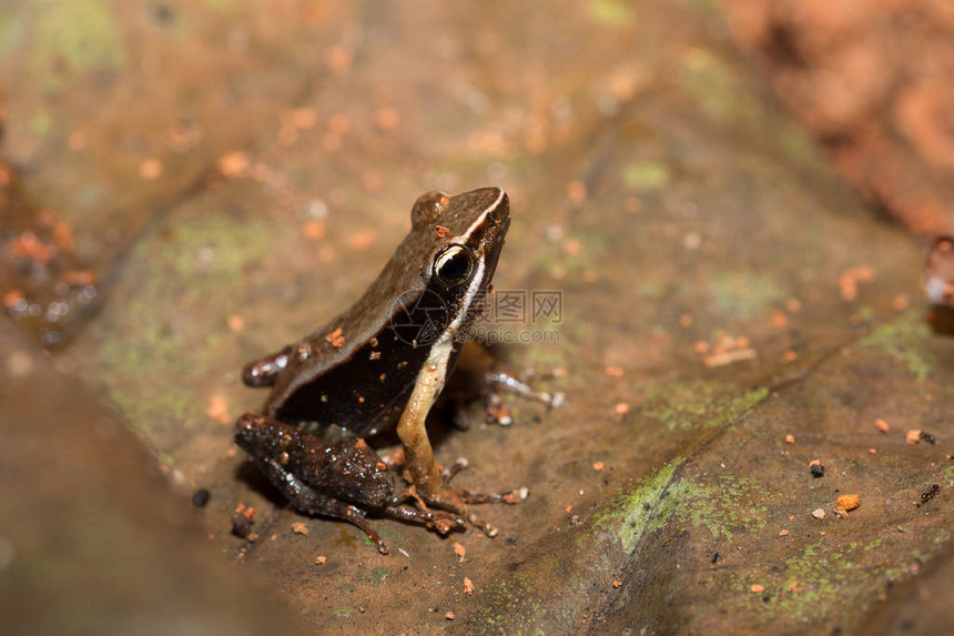 美丽的小地方青蛙棕色披风Mantidactylusmelanopleura是Mantellidae家族的一种青蛙马索拉公园马达加图片