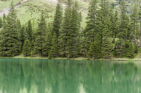 大自然中的绿水和树木图片