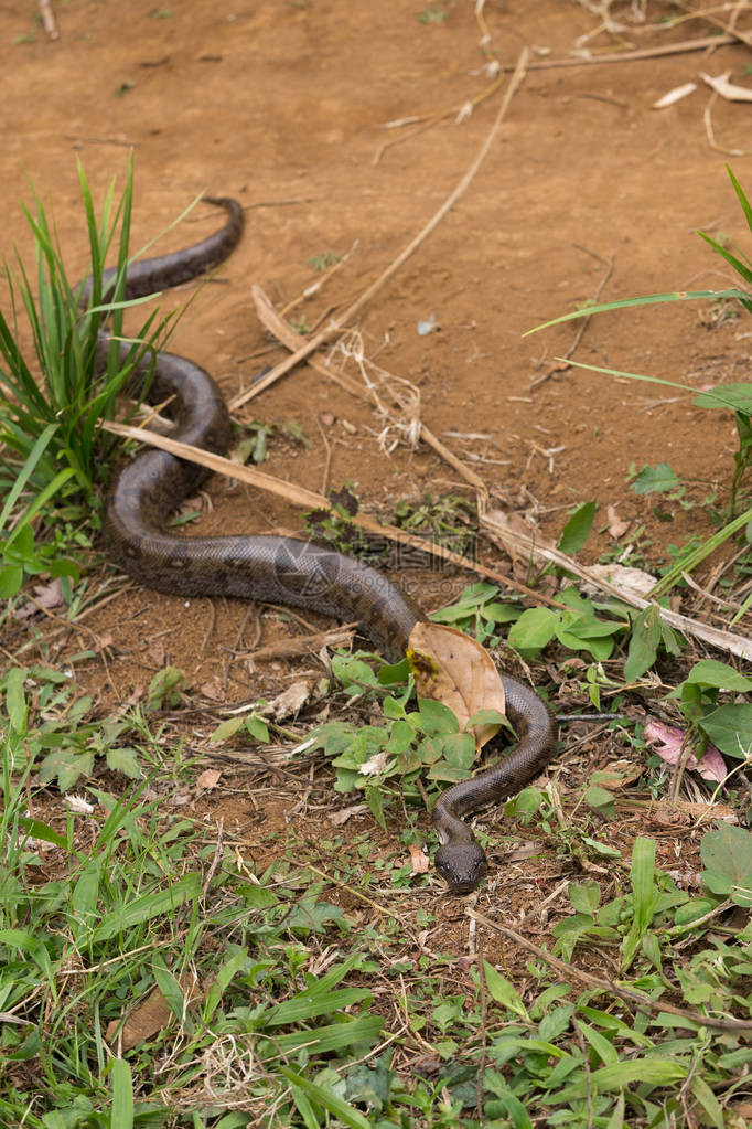 马达加斯大蛇图片
