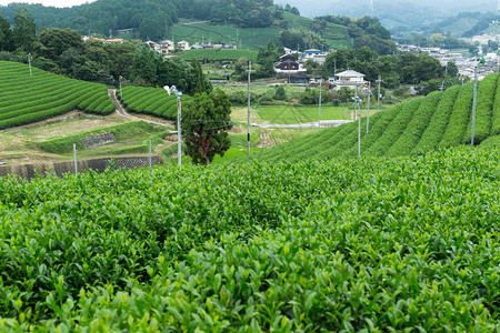 日本的绿茶种植园图片