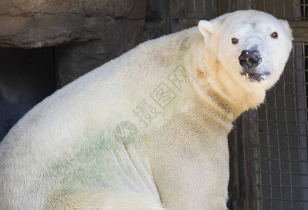 北极熊Ursusmari图片