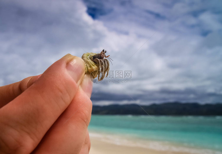 壳中的微型螃蟹被图片