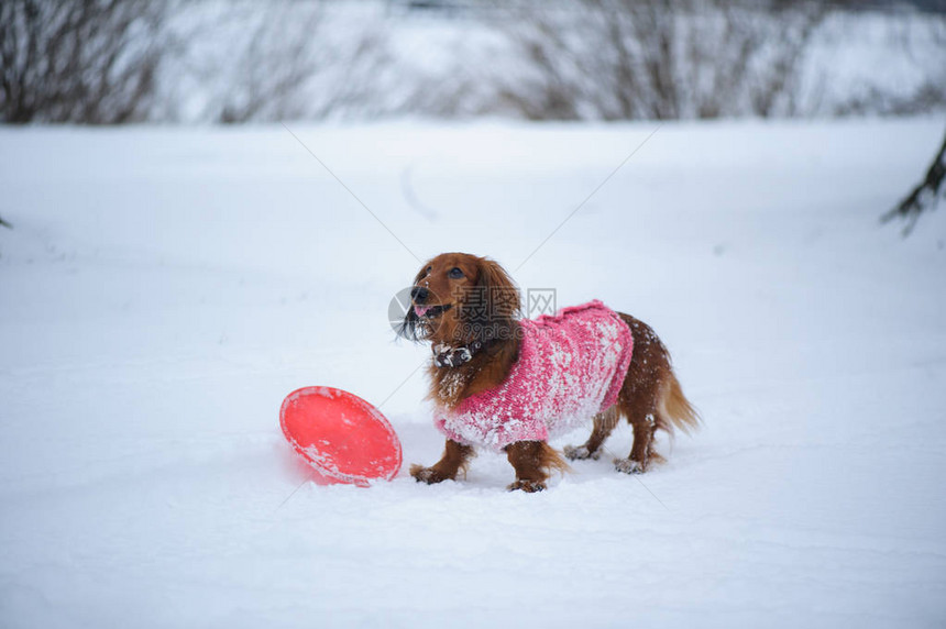 在雪中玩耍时穿着编织衣服的狗Dac图片