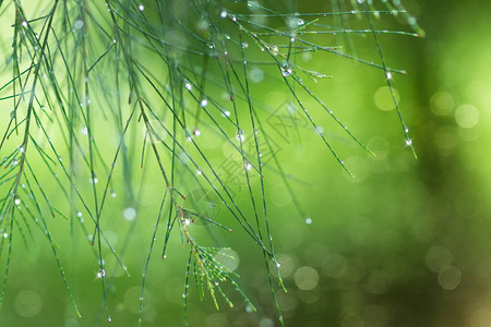 雨季松针上的水滴图片