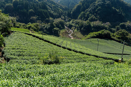 日本茶园卡梅伦图片