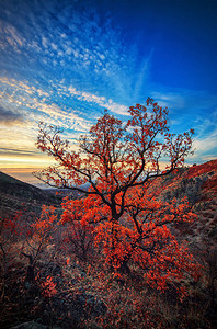 山景和秋树日出拍摄图片