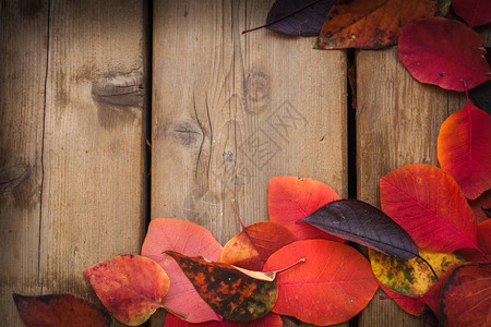 木制背景上的秋红叶背景图片
