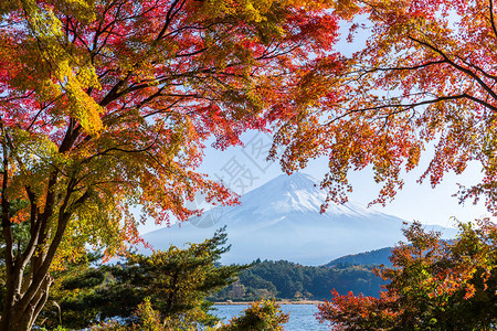 富士与红枫叶背景图片