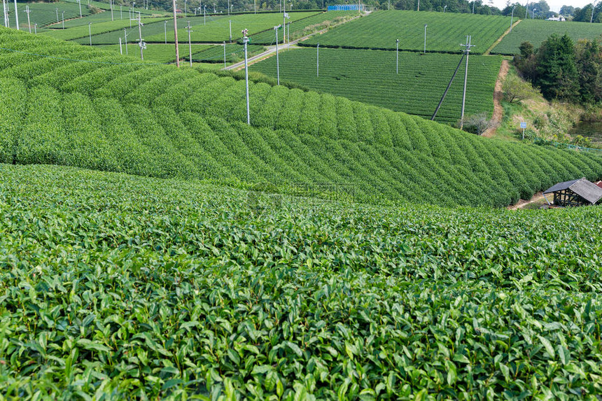 日本的绿茶种植园图片