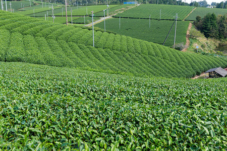 日本的绿茶种植园图片