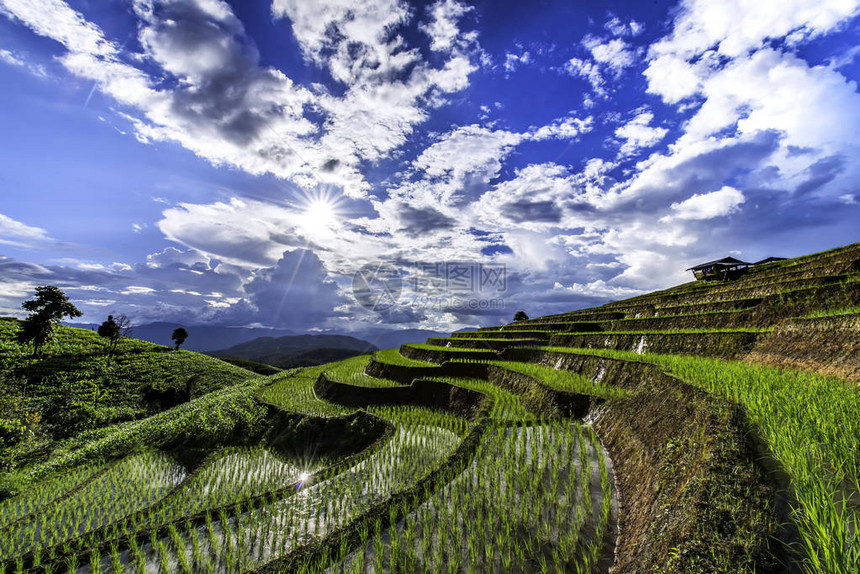 在MuCangChaiYenBai越南的露台田上的稻田图片