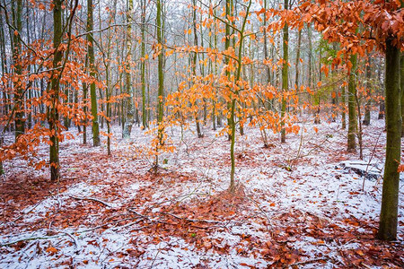 冬季森林地貌的红叶尖树图片