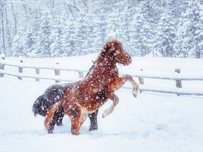 冬季北海道的马图片