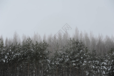 单色冬季风景雪林图片