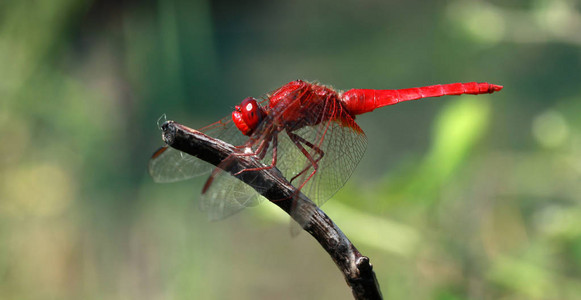 在枝头红蜻蜓图片