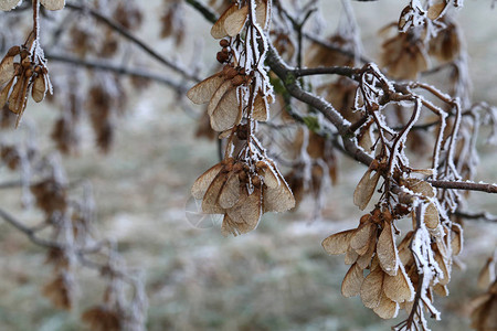 一棵枫树的干燥种子在霜图片