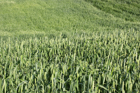 绿色麦田背景图片