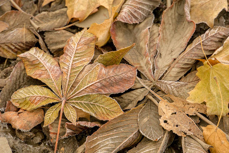 五颜六色的树叶在地上图片