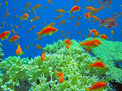 热带海洋的水下生命生机勃的色彩图片