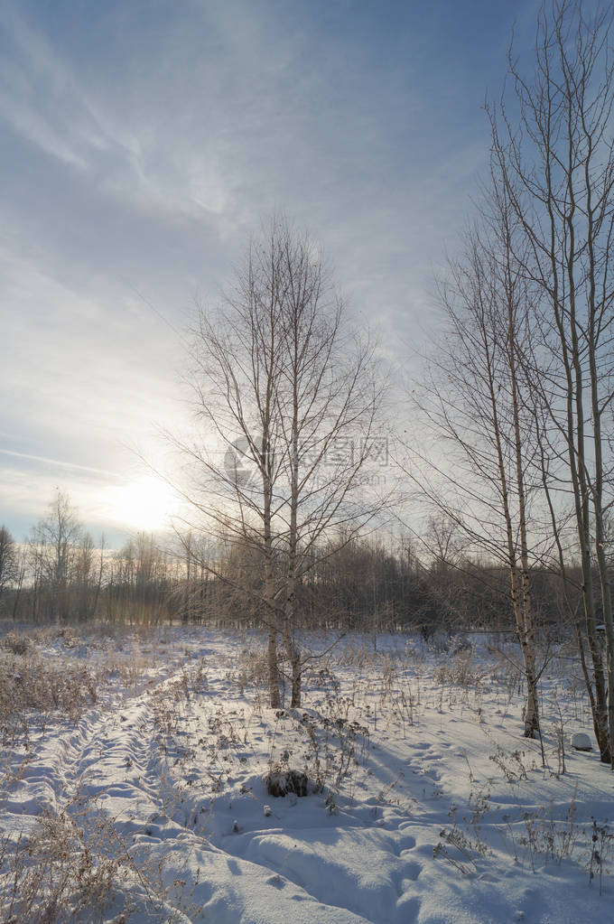 白雪在树上与冬图片