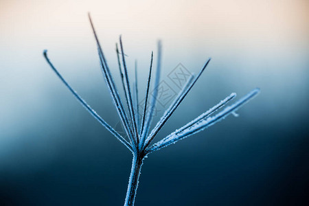 清晨冷冻植物的特写图片