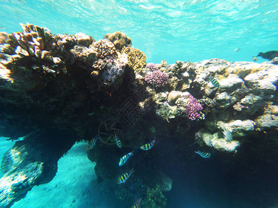 红海的珊瑚和鱼类图片