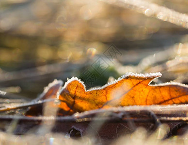 落叶宏接近多彩的秋叶冬季寒冷日拍图片
