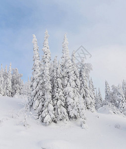 冬季圣诞节风景雪冻树木覆盖着蓝图片