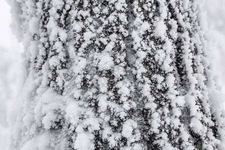 被雪和霜质地覆盖的白桦树图片