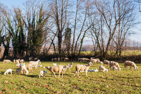 羊群和羔羊在牧场上图片
