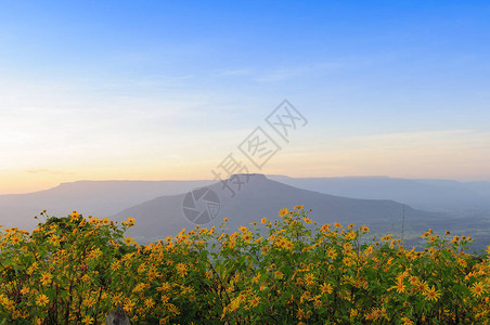 夕阳前开黄花的山形图片