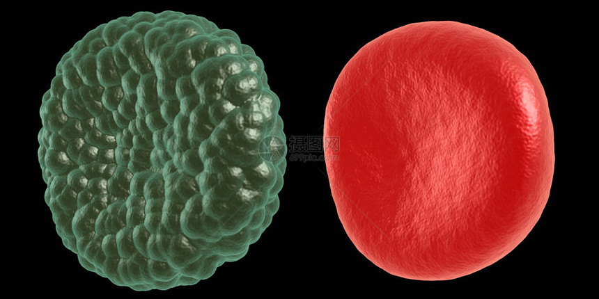 绿色疾病和红血细胞图片
