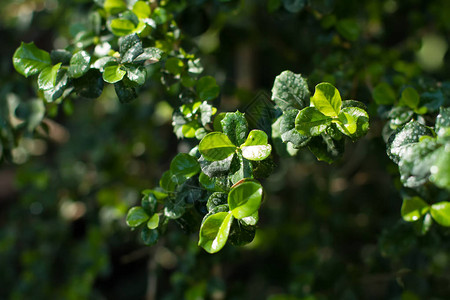 绿色植物叶子热带图片
