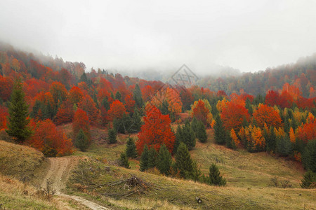 秋天多彩森林景观晨雾中农村图片