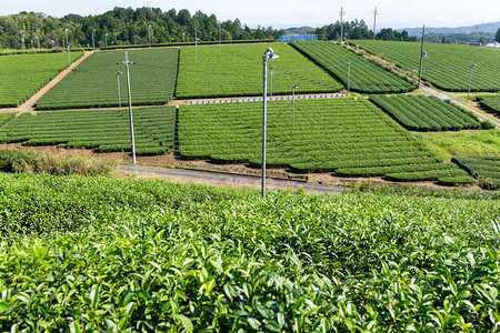 新鲜的绿茶农场图片