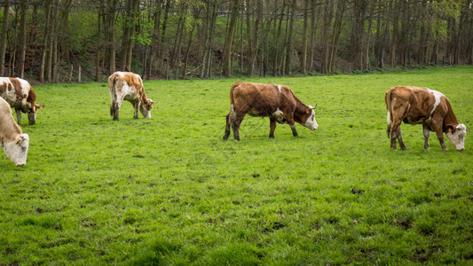 脏牛在绿色的田野上吃草的奶牛图片